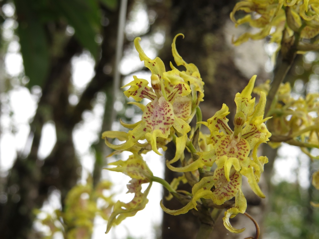 Cyrtochilum tetraplasium