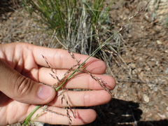 Melica imperfecta