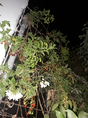 Magnoliopsida