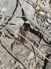 Centruroides edwardsii