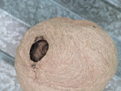 Polybia occidentalis