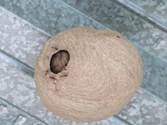 Polybia occidentalis