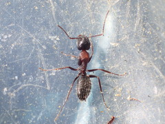 Camponotus anthrax