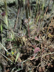 Phacelia phacelioides