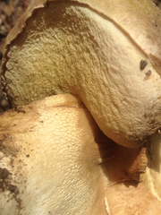 Boletus fibrillosus