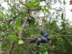 Forestiera phillyreoides