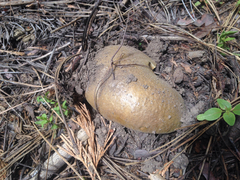 Boletus fibrillosus