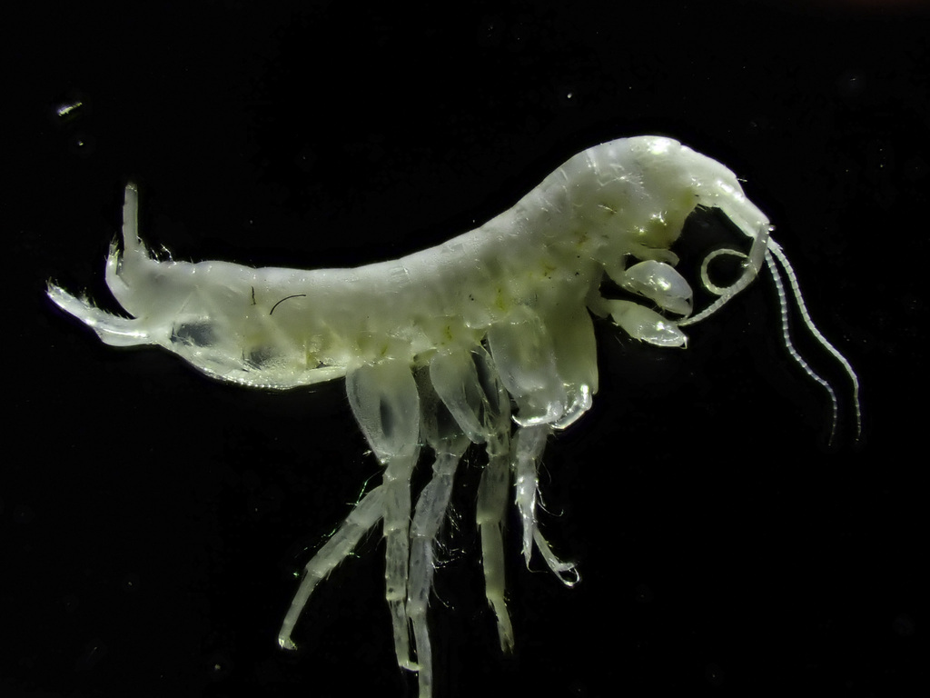 Peninsula Cave Amphipod