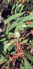 Eucalyptus fasciculosa