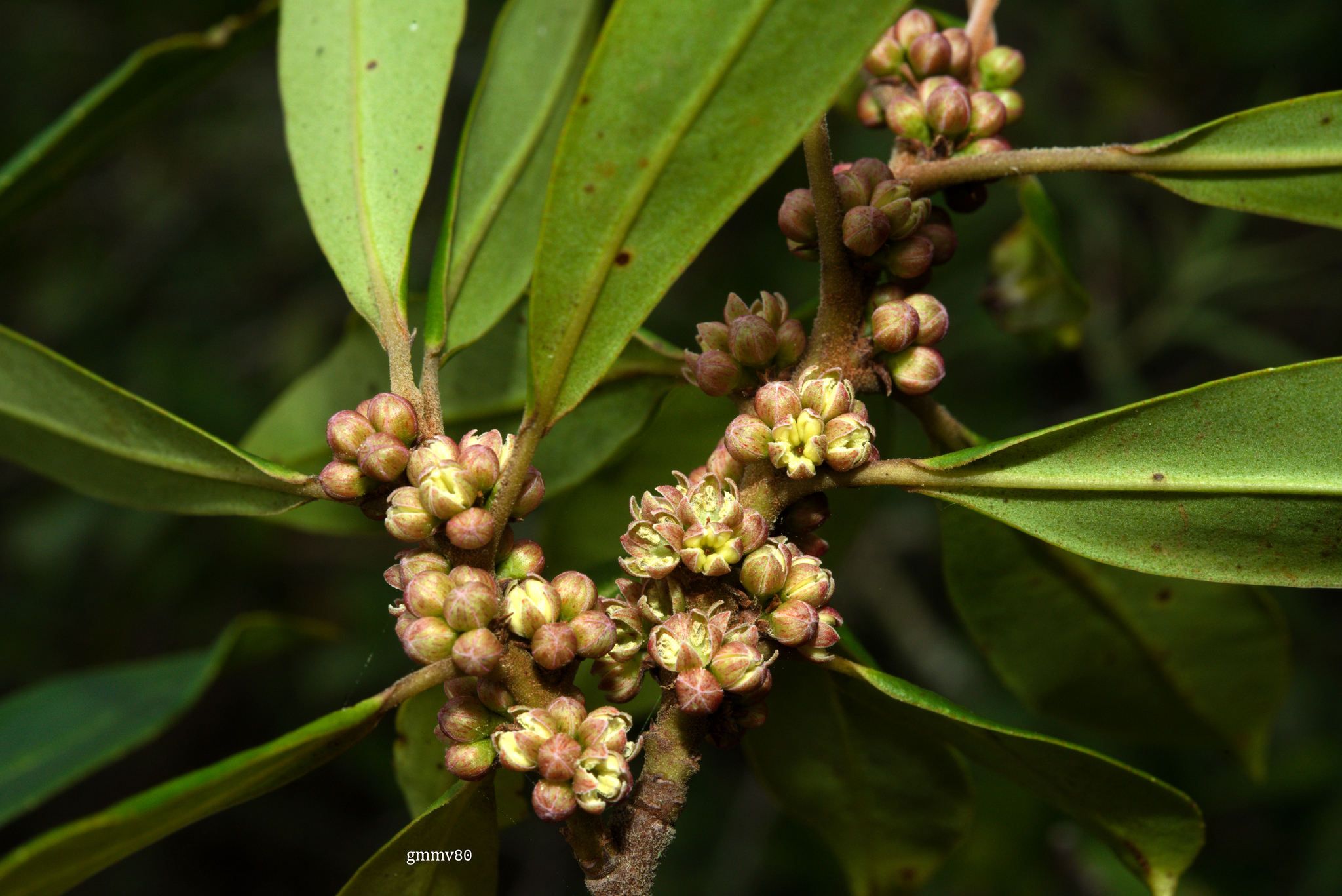 Myrsine coriacea