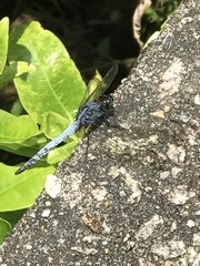 Orthetrum glaucum