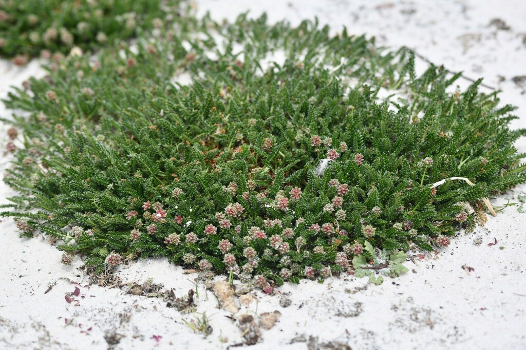 Acaena lucida (Acaena lucida)