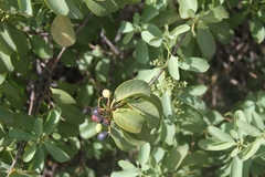 Santalum ellipticum