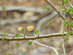 Microlobius foetidus