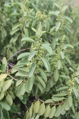 Santalum ellipticum