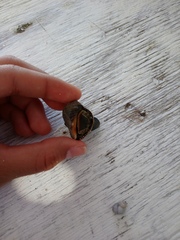 Stramonita biserialis