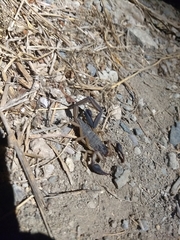 Centruroides edwardsii