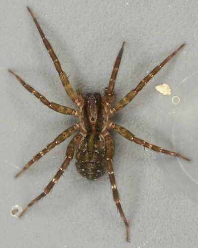 Pirata sedentarius