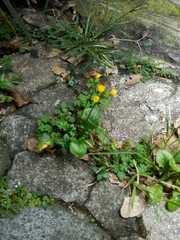 Magnoliopsida
