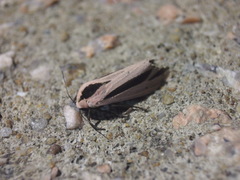 Creatonotos fasciatus pljustshi