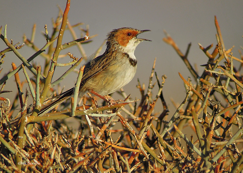 Rufous-eared Warbler photo