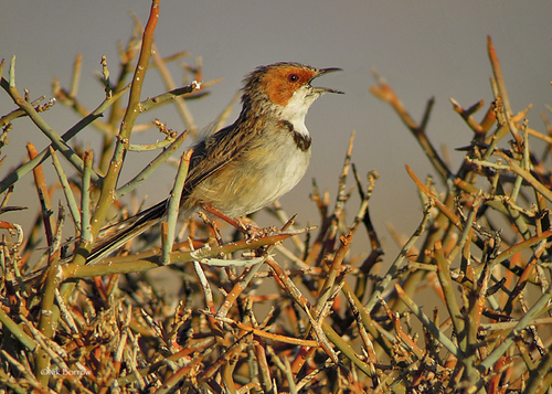 Malcorus pectoralis A.Smith, 1829