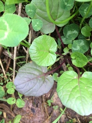Cardamine douglassii