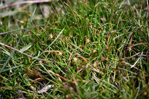 Native rush (Juncus scheuchzerioides)