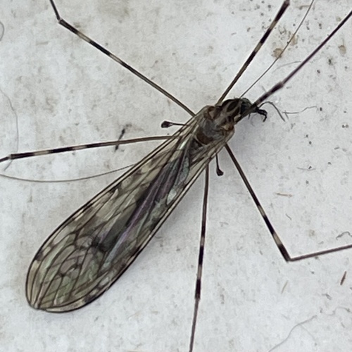 Sixspot Cranefly photo 5
