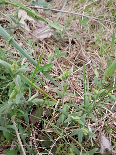 Image of Cerastium strictum by (c) Chris Hoess, some rights reserved (CC BY-SA)