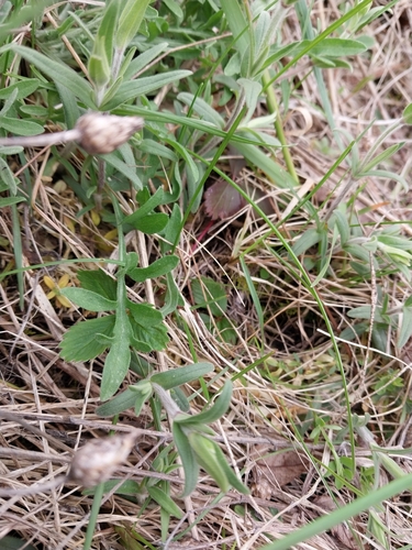 Image of Cerastium strictum by (c) Chris Hoess, some rights reserved (CC BY-SA)