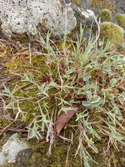 Dianthus hypanicus, photograph (c) lekhaim katalpa, some rights reserved (CC BY)