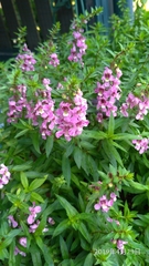 Angelonia angustifolia