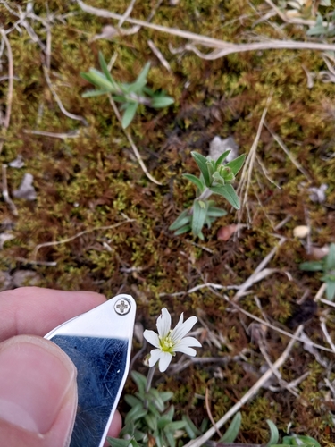 Image of Cerastium strictum by (c) Chris Hoess, some rights reserved (CC BY-SA)