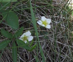 Fragaria vesca americana