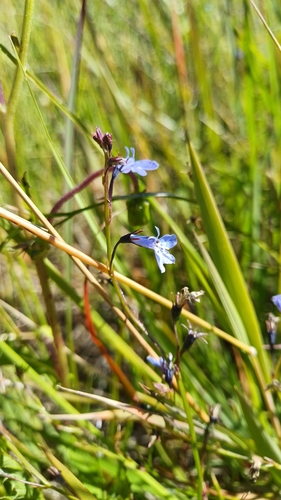 Image of Lobelia flaccida by (c) Peter Le Roux, some rights reserved (CC BY)