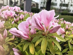 Rhododendron