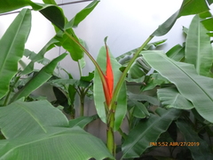 Musa coccinea