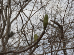 Pseudobombax palmeri