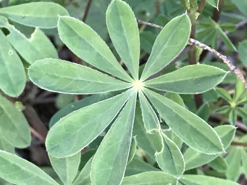 Broad-leaved Lupine seedling