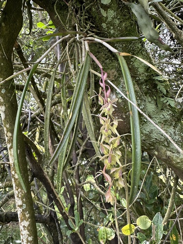 Epidendrum moritzii, photograph 3