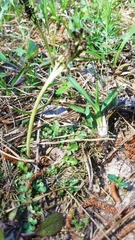 Sceptridium lunarioides