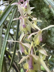 (c) Nicolás Baresch Uribe, some rights reserved (CC BY) Epidendrum moritzii, photograph (c) Nicolás Baresch Uribe, some rights reserved (CC BY)