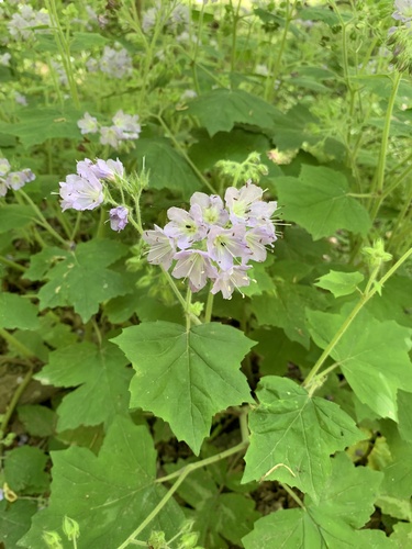 Hydrophyllum appendiculatum