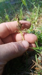 Sceptridium lunarioides