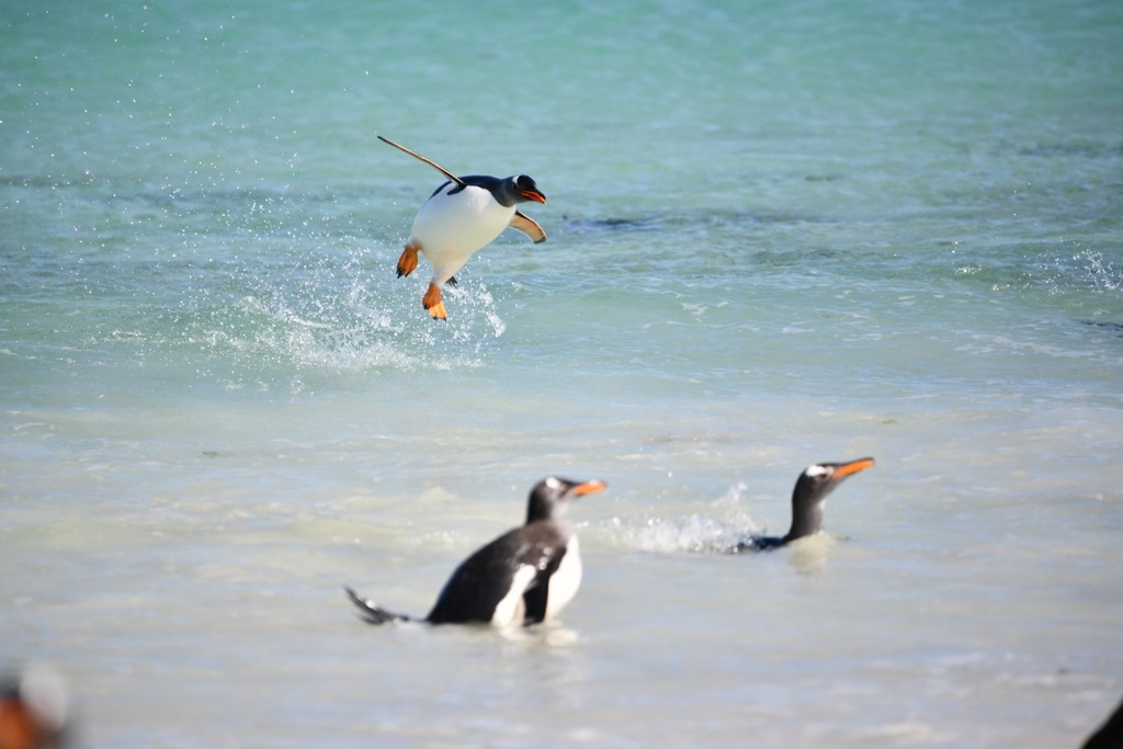Gentoo penguins in shallow turquoise water at the shore, one leaping out of the sea, photographed in the Falkland Islands