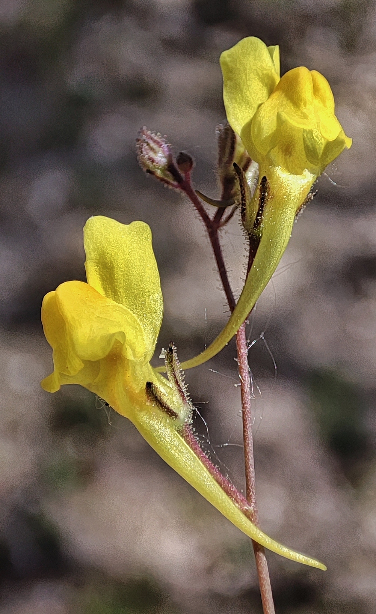 Linaria spartea