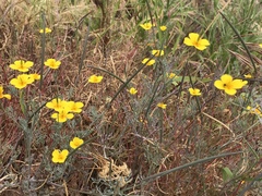 Eschscholzia ramosa