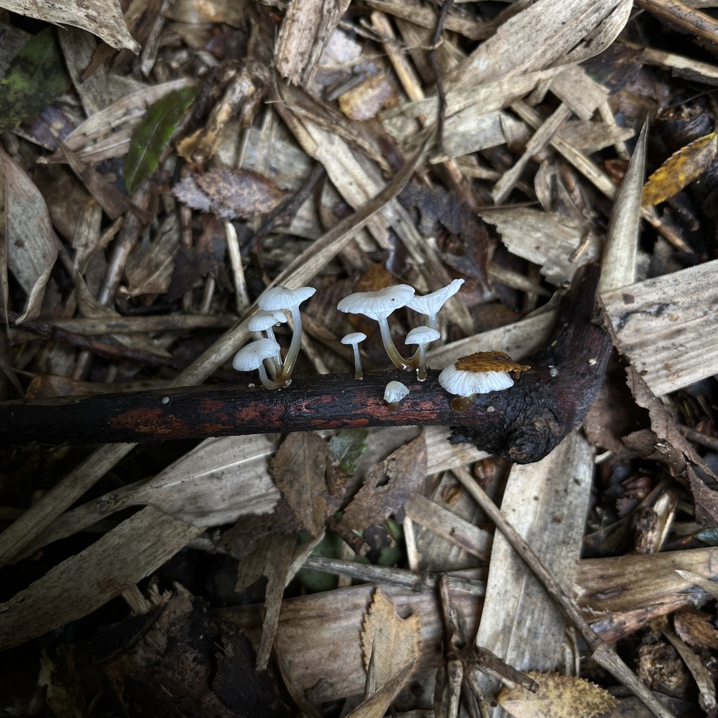 Mycena subulifera · April 2024 · photo: © cristianriquelme (iNaturalist, cc-by)