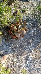 Aloe distans, photograph author not stated, no rights reserved